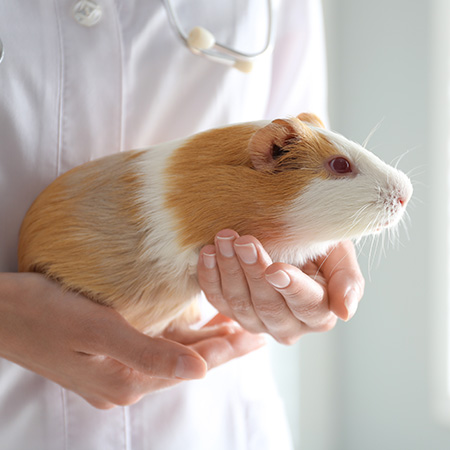 エキゾチックアニマル