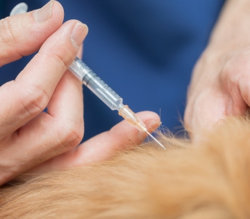 健康診断の結果で気になる点があった飼い主様へ