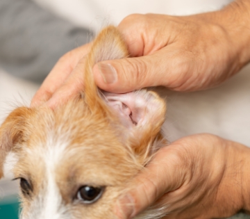 健康診断の結果で気になる点があった飼い主様へ
