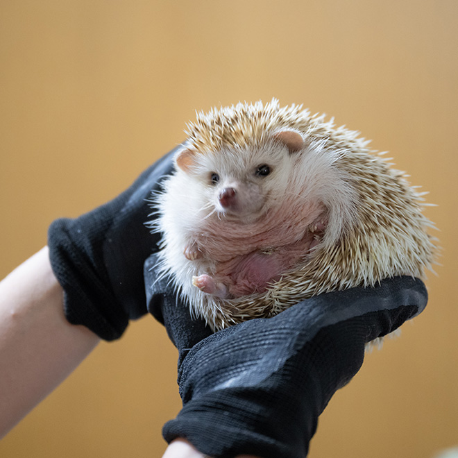 エキゾチックアニマルにも対応できる診療体制