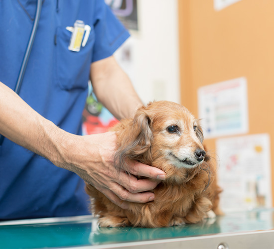 皮膚トラブルと“与える食べ物”の密接な関係